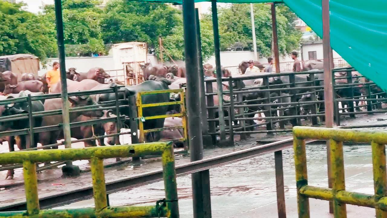 Vet shortfall at Deonar abattoir threatens Mumbai’s meat supply!