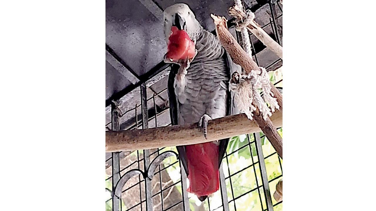 Mumbai: One month on, no sign of Mahim resident’s missing African Grey parrot
