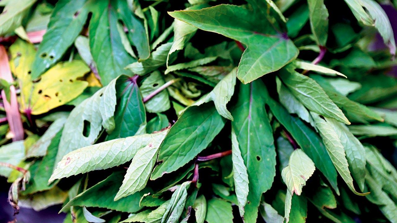 Green, with a sharp sourness, ambadi is available all year round