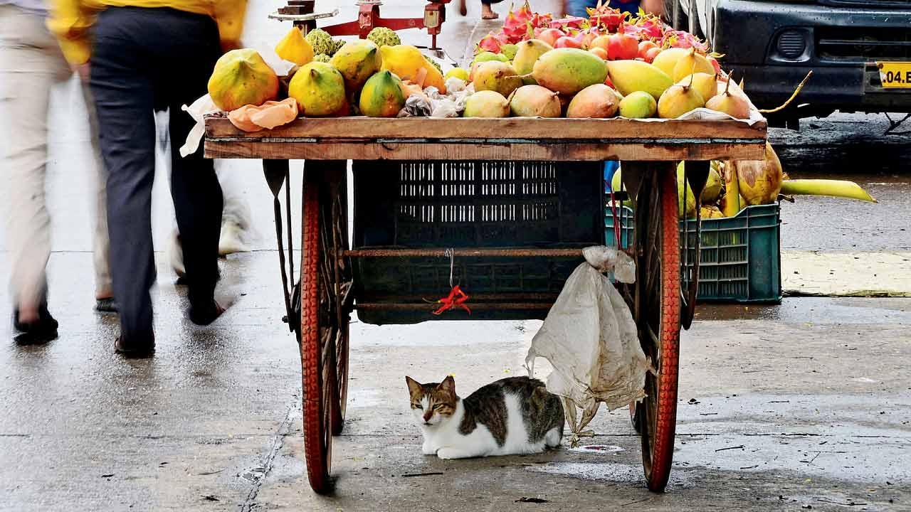 Mumbai Diary: Saturday Dossier