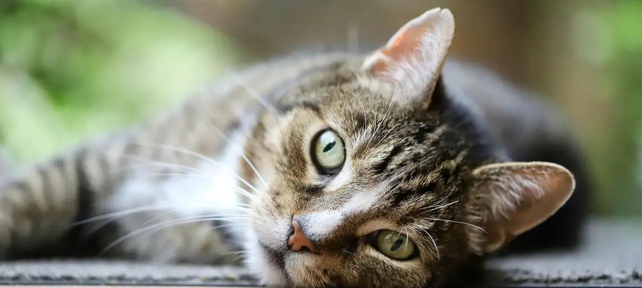 Pune animal lover rescues injured stray cat, helps her walk again
