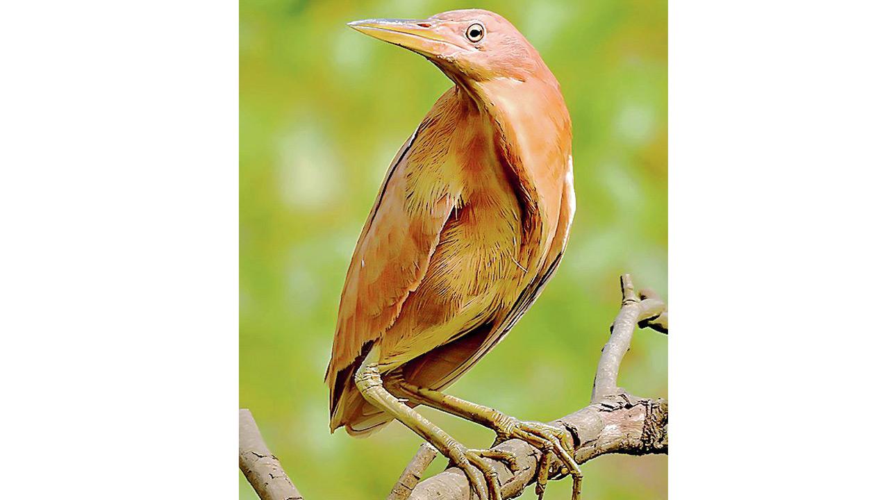 Cinnamon Bittern. PIC COURTESY/WIKIMEDIA COMMONS