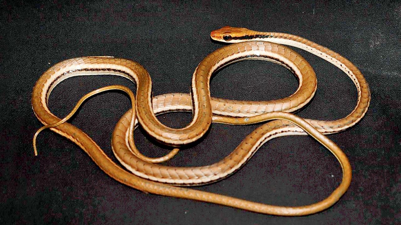 The snakes have shown distinct features not scientifically identified yet. Pics/Special Arrangement