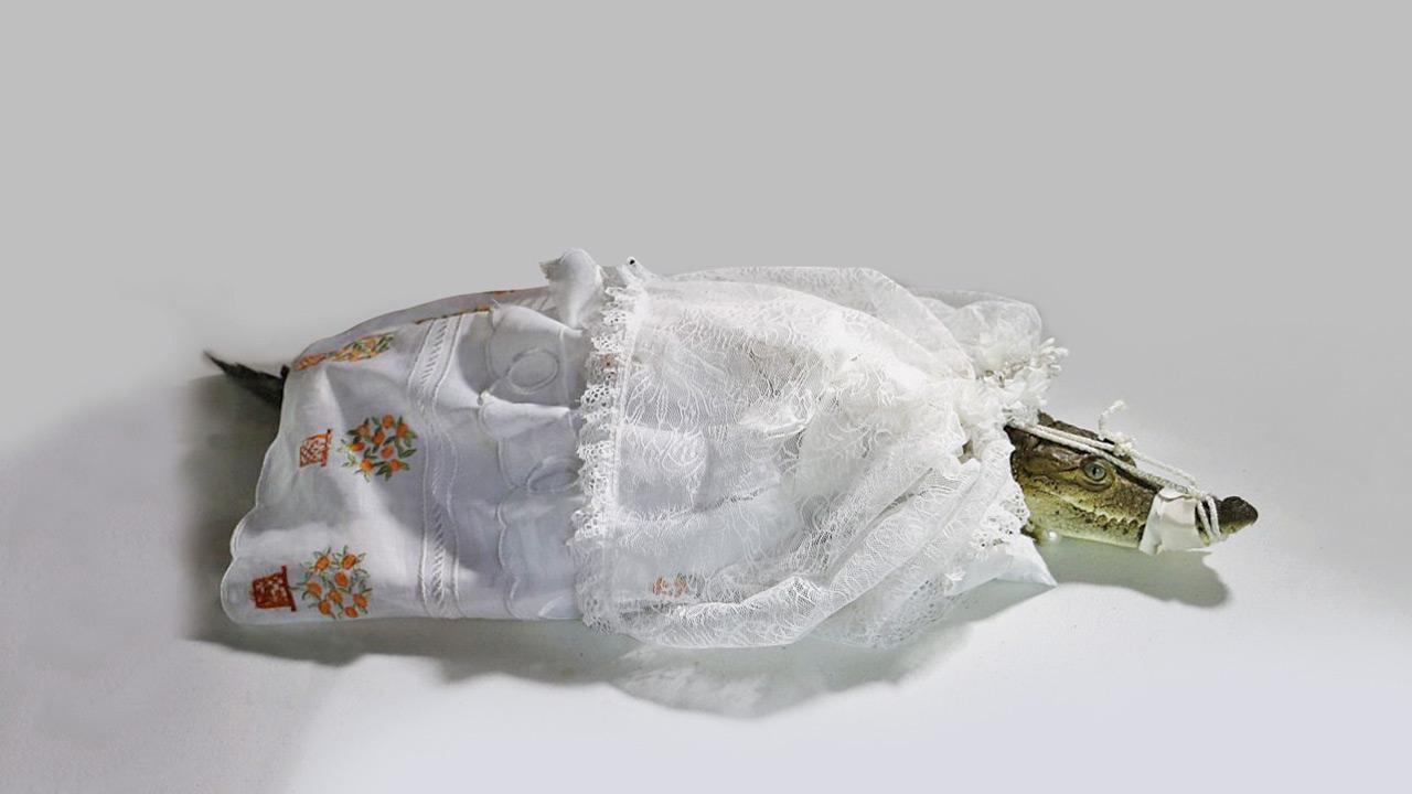 Female crocodile dressed in a wedding gown