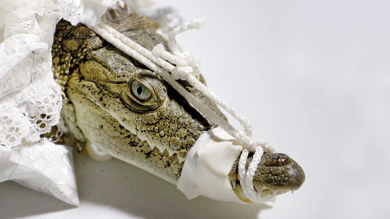 The bride sheds crocodile tears literally!
