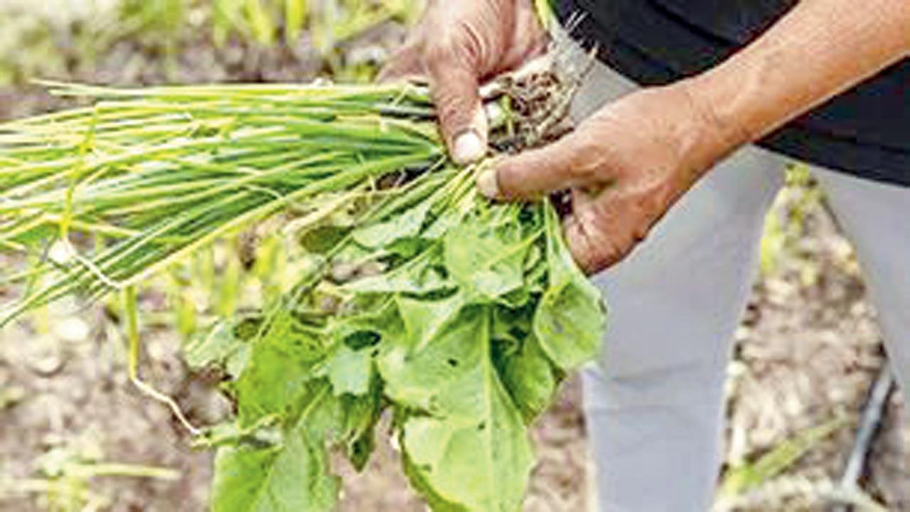 Harvesting one’s food is part of the fulfilling experience