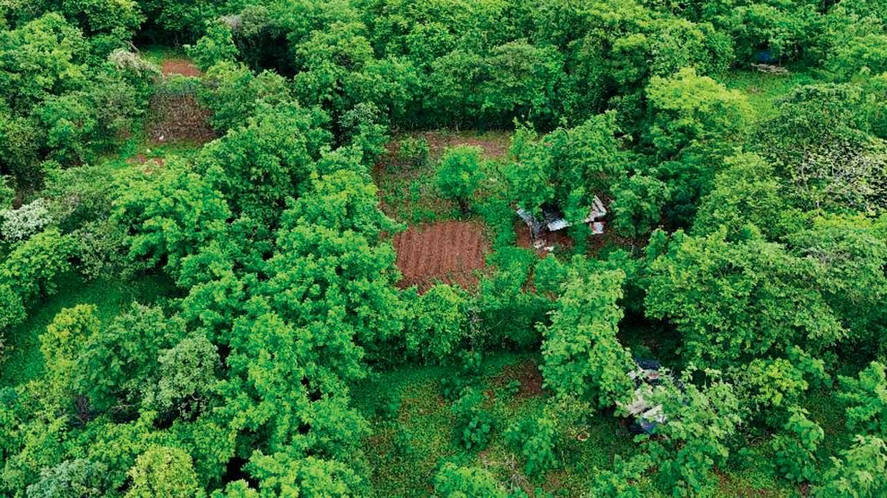 Mumbai: Aarey residents receive eviction notices; tribals claim ancestral rights