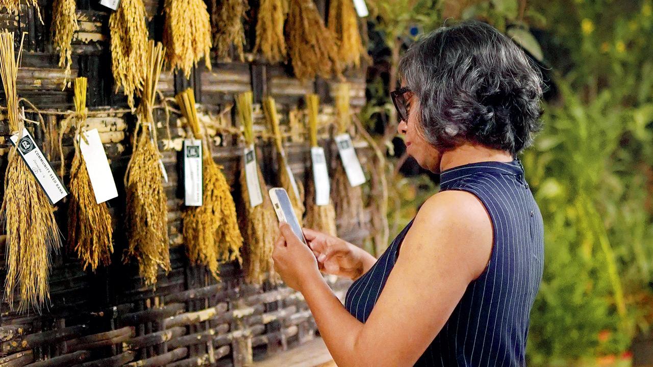 A guest examines a Rice Diversity installation at Pune. PICS COURTESY/Ground Up