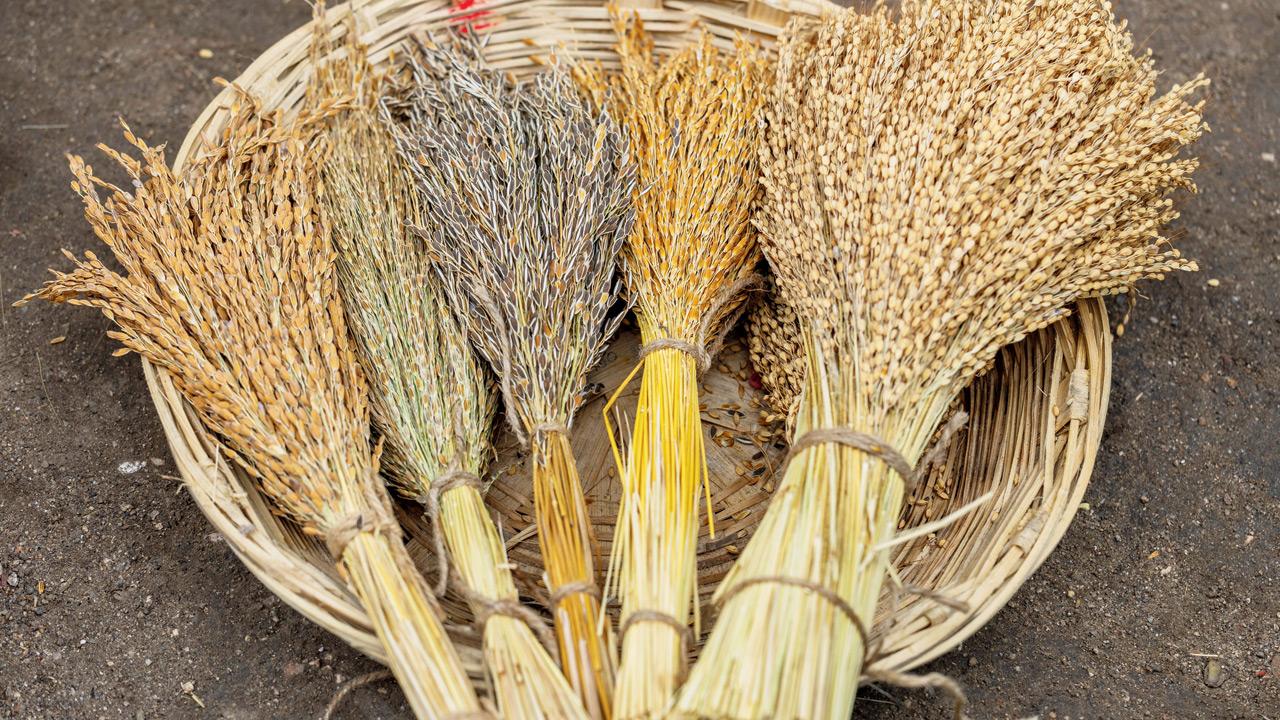 This farming community aims to raise awareness about native rice varieties