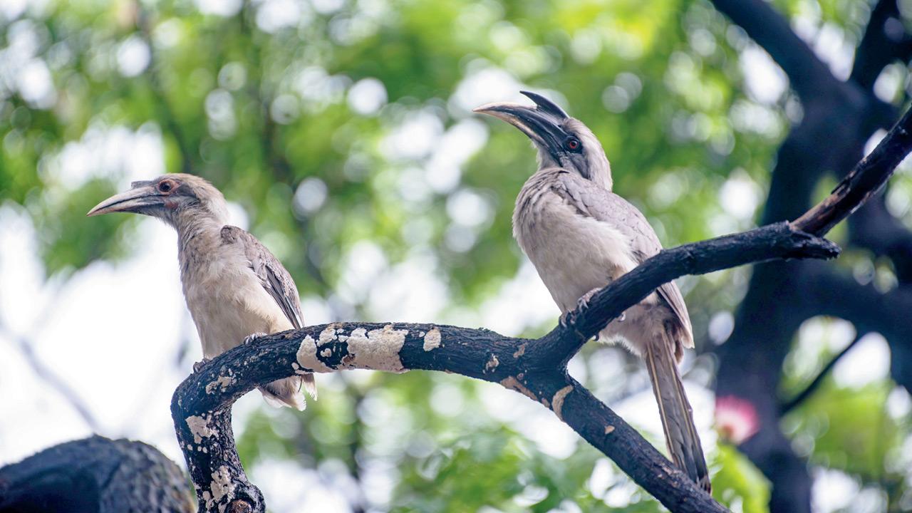 Mumbai’s father-daughter duo documents life of a hornbill pair