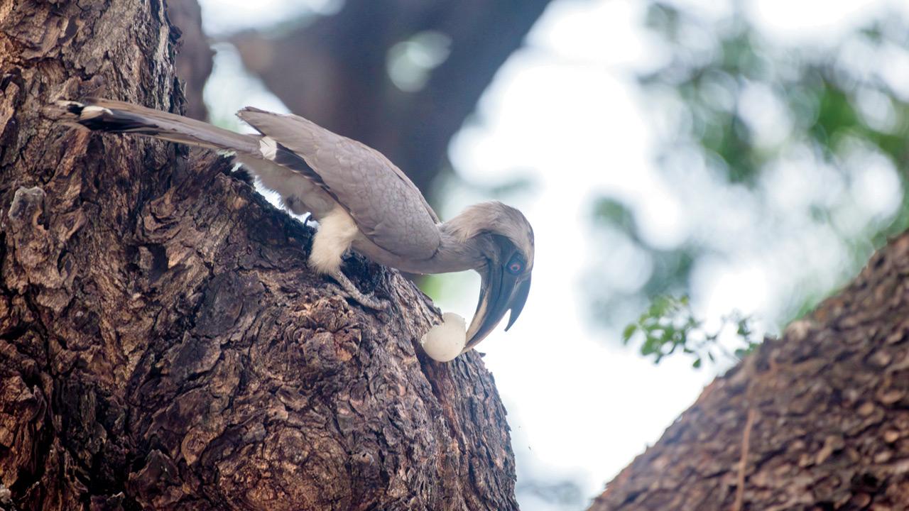 The male hornbill seen feeding the female an eggshell while she’s sealed inside the tree cavity