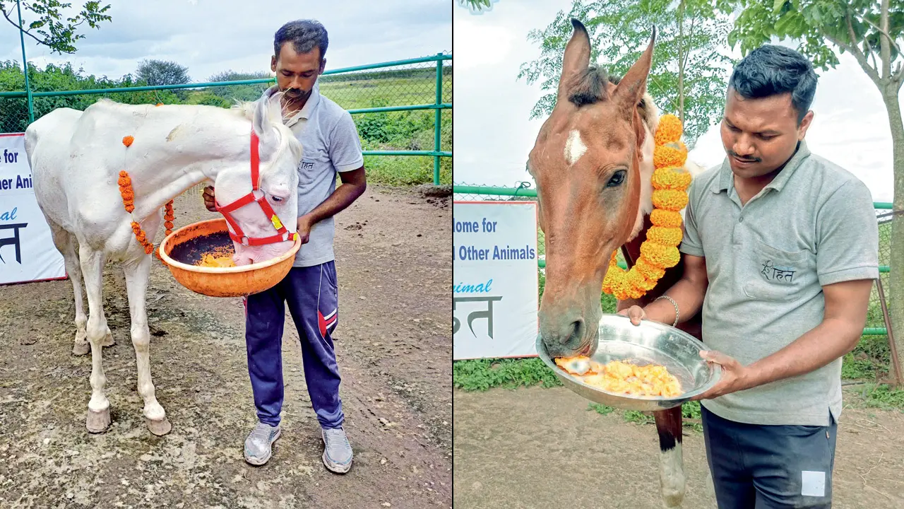 Mumbai police rescue 11 horses abused by owners, PETA takes custody