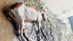 Mumbai: FIR filed after PETA finds four neglected horses in Sewri