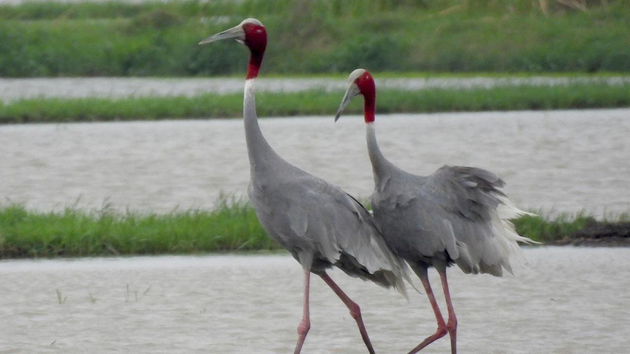 The survey, a part of their Sarus Crane Conservation Program, was conducted during the summer solstice, as it aligns with the period when most wetlands and marshes dry up, leading to large congregations of Sarus cranes around perennial water bodies, which provides a unique opportunity to accurately assess the population