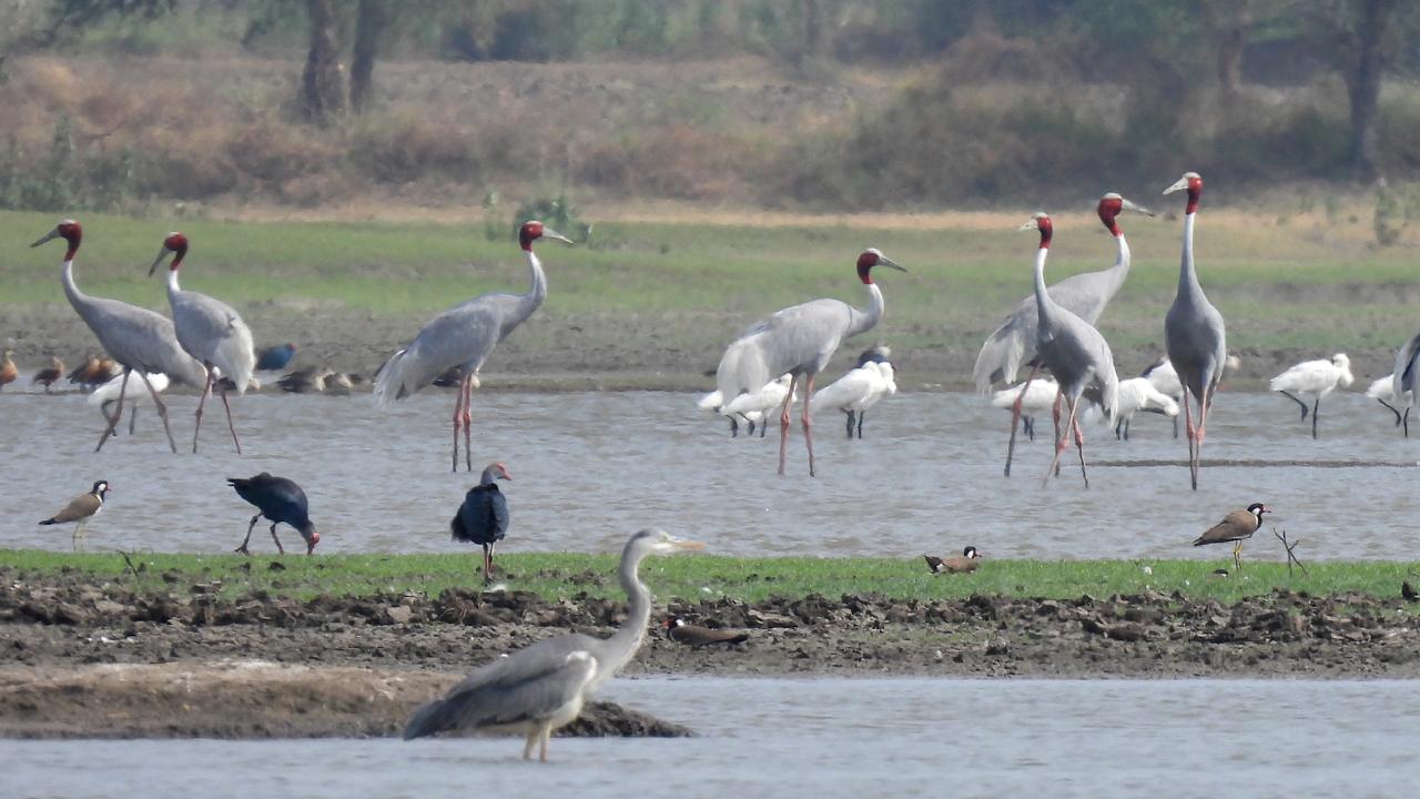 Traditionally found in wetlands, the Sarus crane has adapted to co-exist with humans, increasingly relying on agricultural fields for feeding and breeding