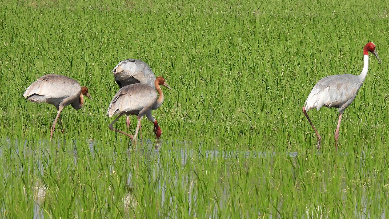 This year’s survey, said Dr. Jatinder Kaur, program manager, UPL Sarus Conservation Program, revealed a significant shift in congregation patterns, with notably higher numbers observed in agricultural fields compared to wetlands - likely influenced by recent rainfall altering habitat conditions