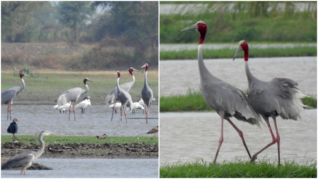 According to UPL's ‘Tenth Annual Sarus Crane Count’ 1,477 Sarus cranes, including 147 sub-adults, were documented across 199 villages in 18 talukas. Photos Courtesy: UPL