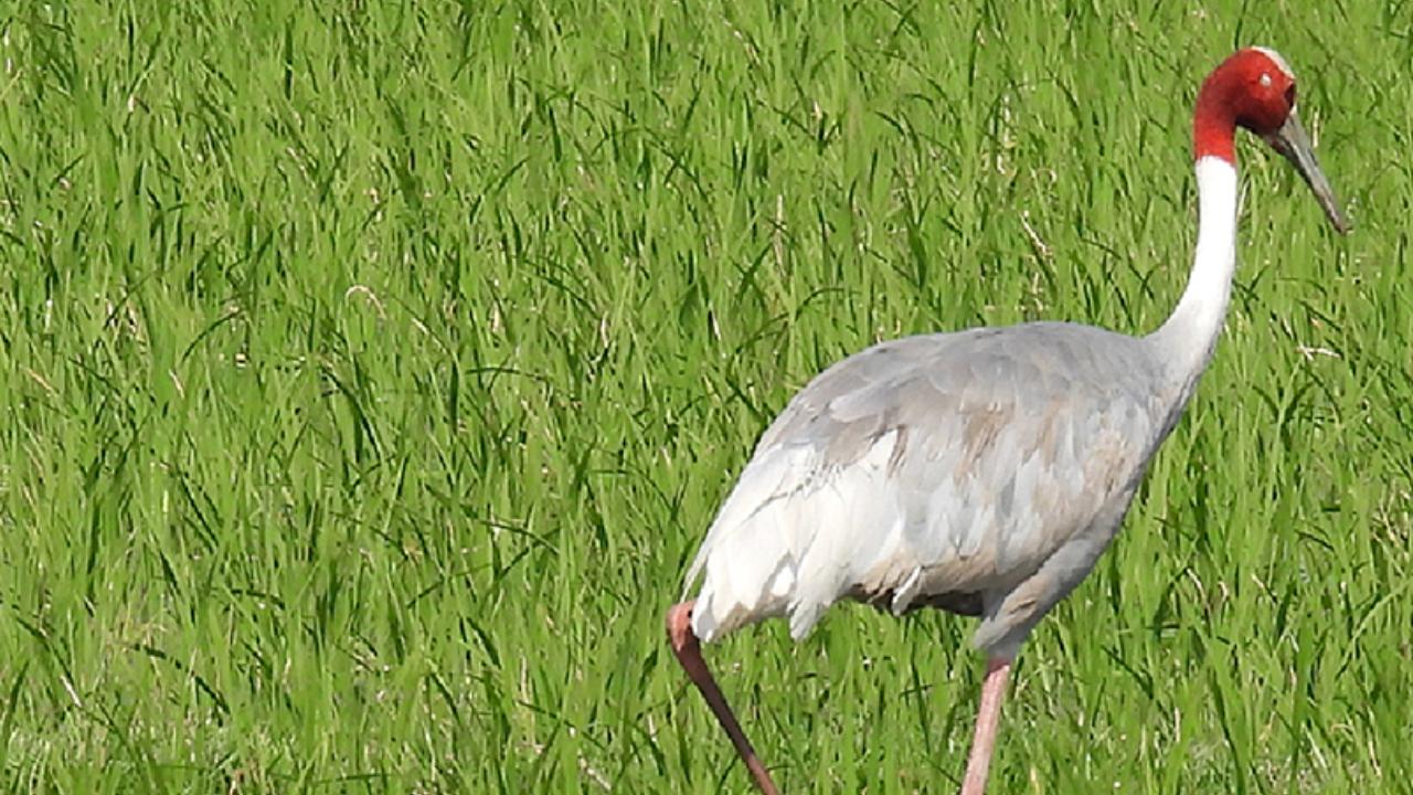 The Indian Sarus Crane, the tallest flying bird in the world, is classified as vulnerable under the International Union for Conservation of Nature (IUCN) Red List