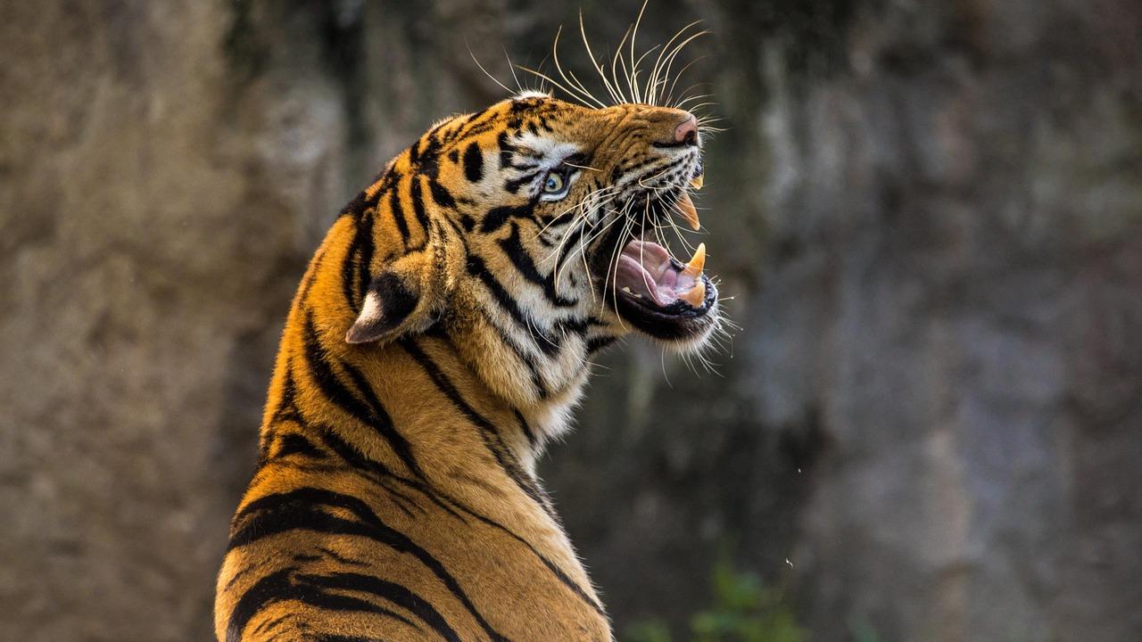 Indo Chinese Tiger Among its other South Asian species, the Indochinese Tiger is native to Southeast Asia and known to be found in Myanmar and Thailand.
It is known to be an endangered species with a population of over 180 mature tigers