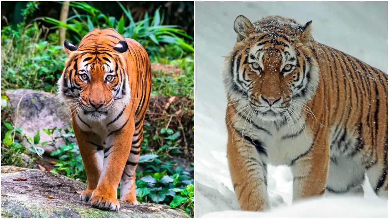 IN PHOTOS: Know about the Bengal Tiger? Here are 5 other species in the world