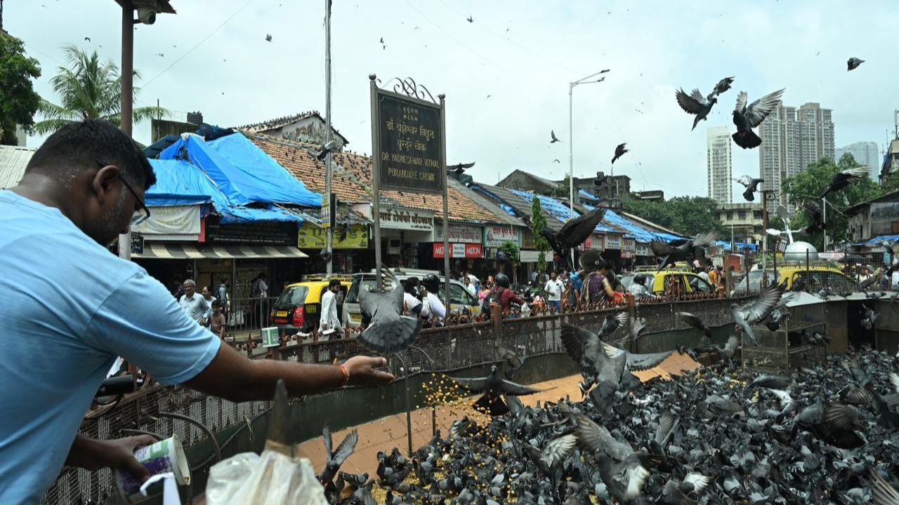 IN PHOTOS: Here`s all you need to know about pigeon feeding ban in Mumbai  