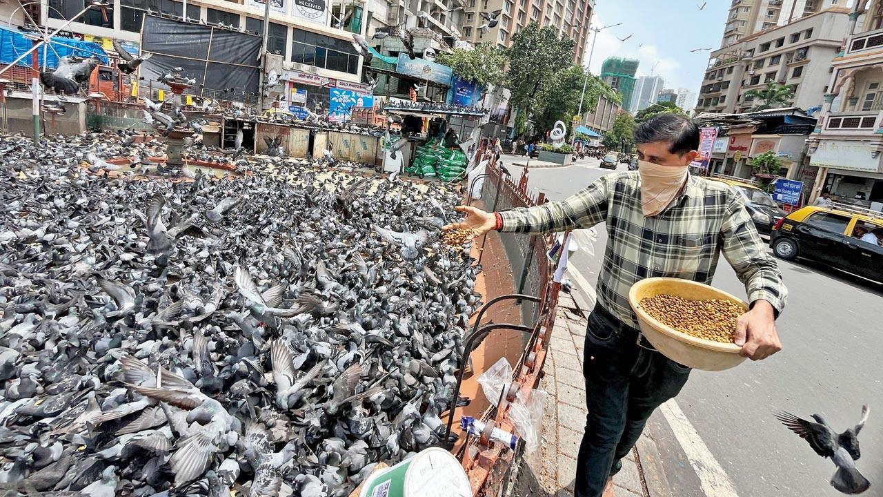 Bombay HC restrains BMC from razing heritage 'kabutarkhanas'