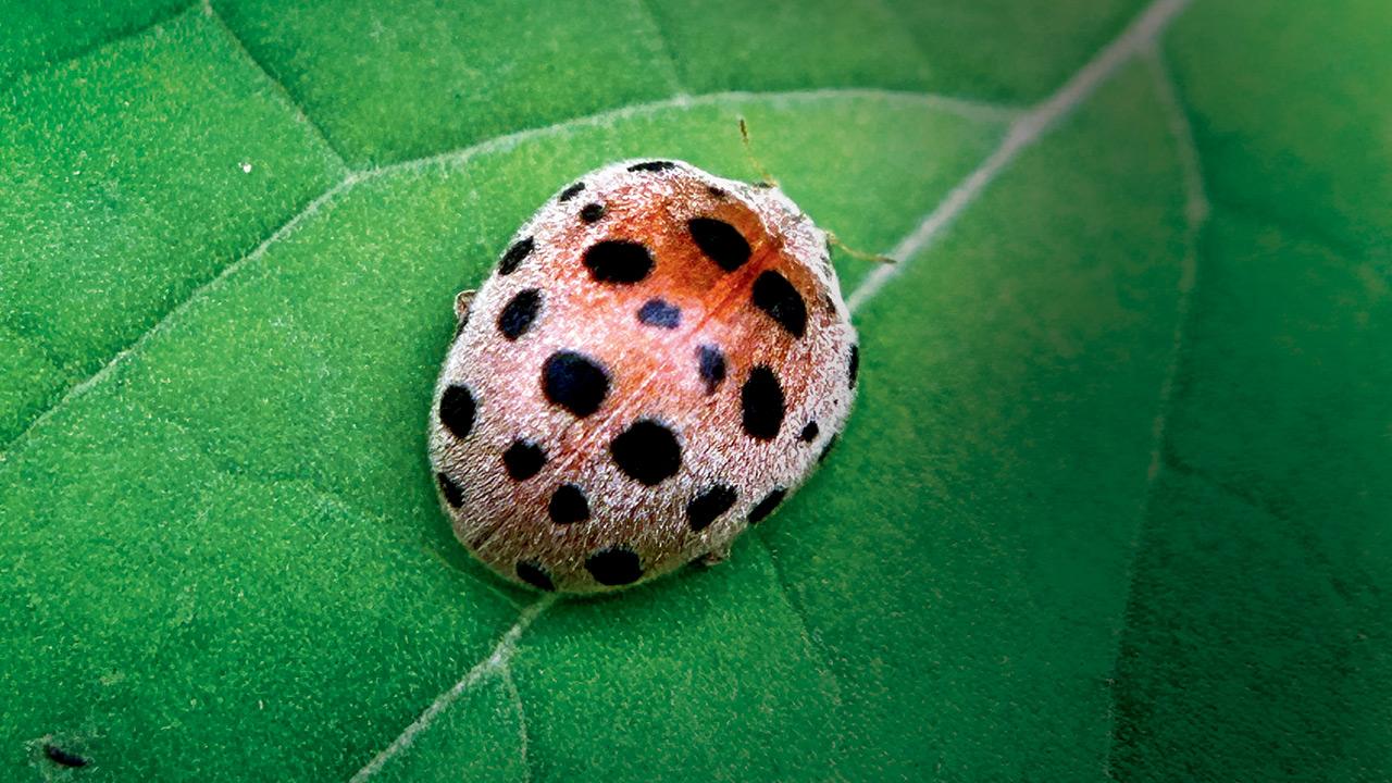 Learn more about beetles through this month-long celebration in Mumbai