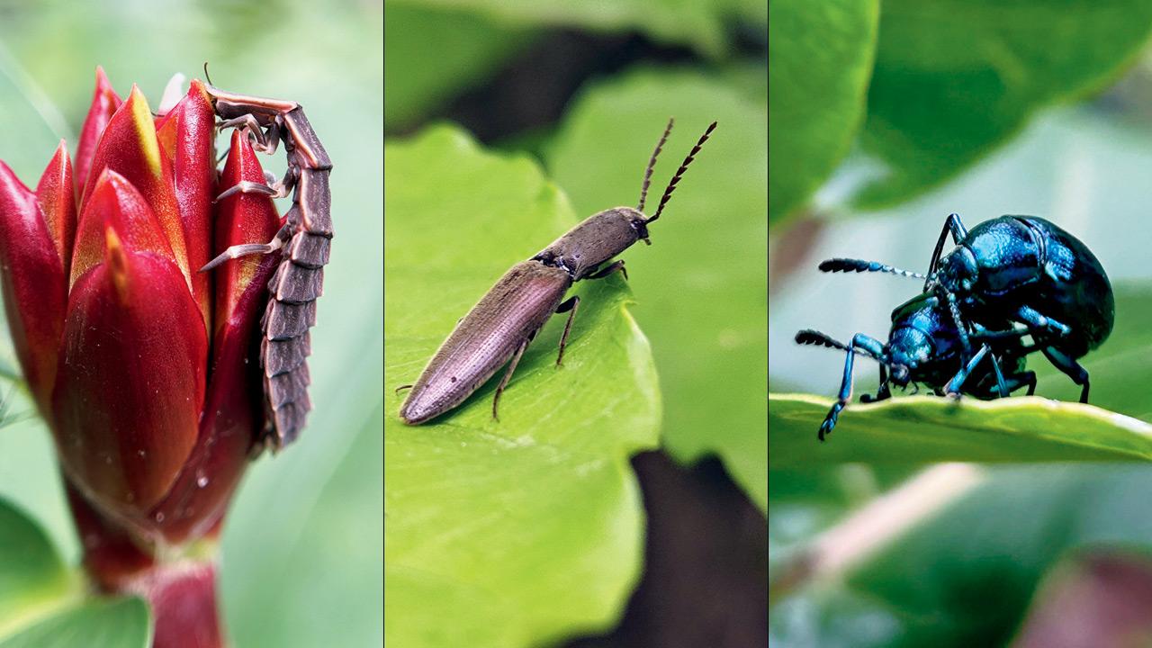 Firefly, Click Beetle and Leaf Beetle