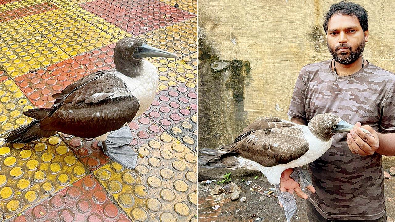 Rare juvenile booby rescued far from usual ocean habitat