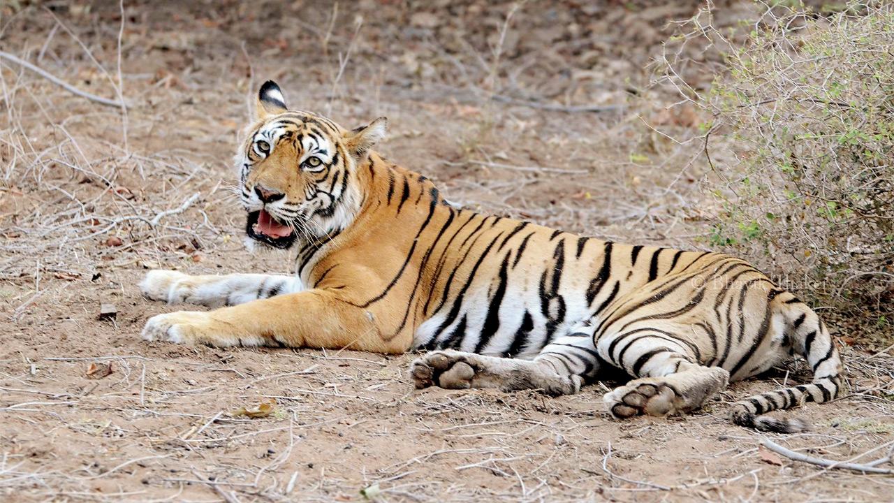 Machali in Ranthambore National Park in 2011. PIC COURTESY/WIKIMEDIA COMMONS