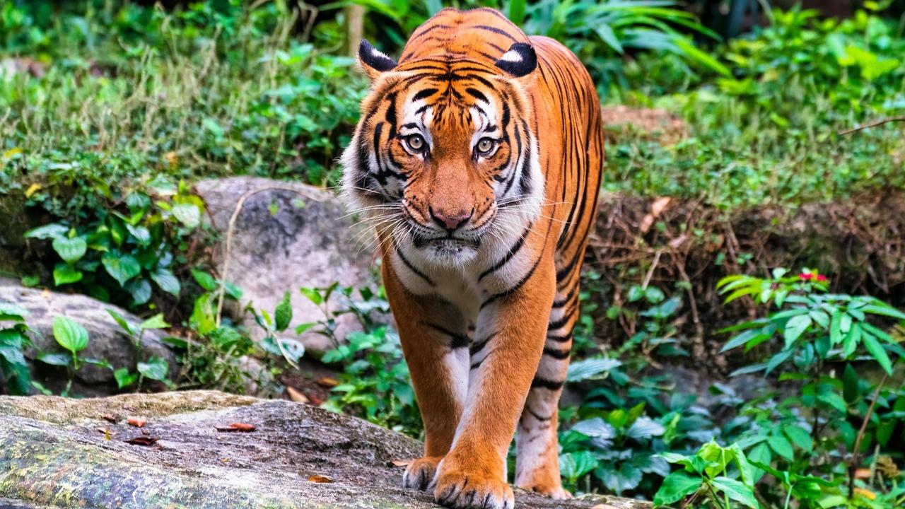 Malayan Tiger The Malaysian Tiger, popularly known as the Malayan Tiger is native to the region of Malaysia, and was accepted as a subspecies in 2004. 
Like the Sumatran tiger, this specis has also been classified as critically endangered, and there are only 80-100 known mature tigers as of 2014