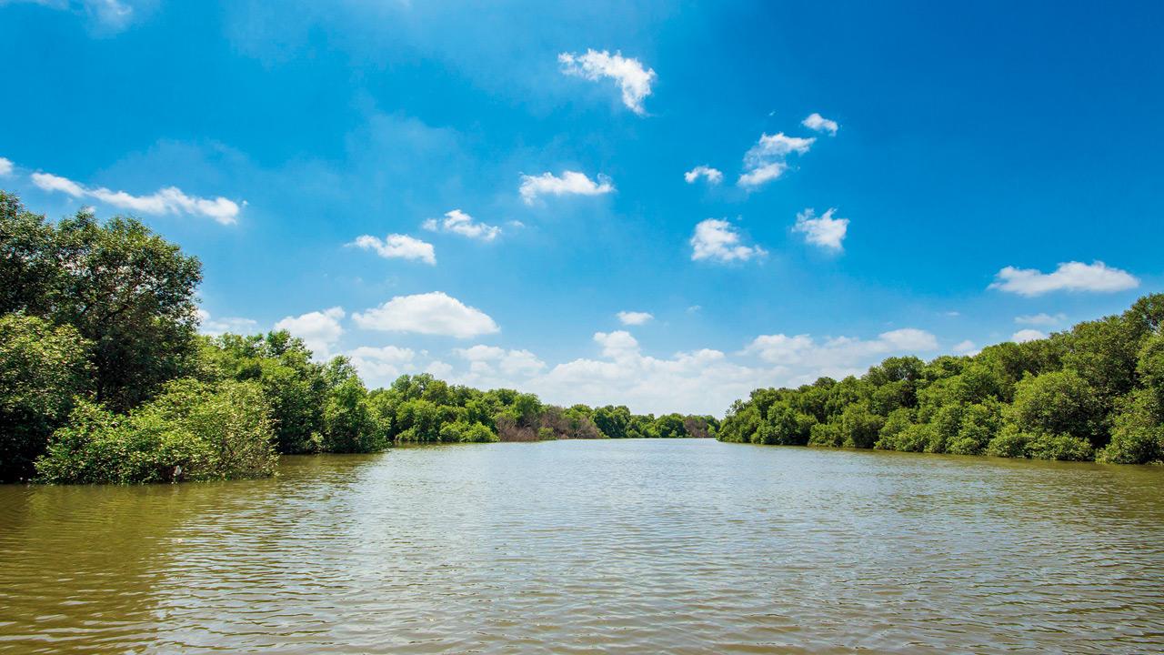 The lush mangrove cover at Airoli Creek.  PIC COURTESY/WIKIMEDIA COMMONS