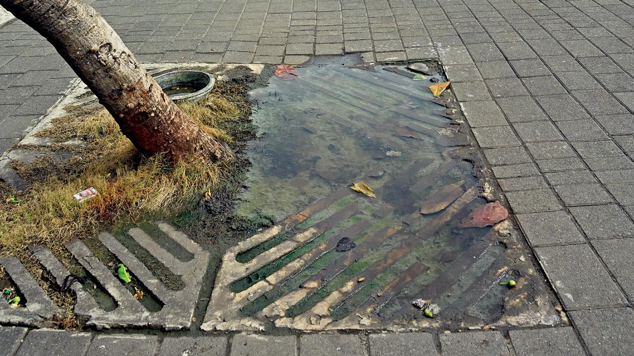Water collects in a depression along the promenade, creating a puddle of marshy land. Pics/Atul Kamble