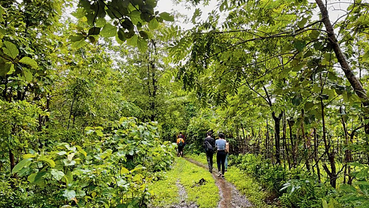 Trekkers on a trail in Palghar. Pic courtesy/Vagabond Experiences
Sunday
Rainy adventure
A trail along the foothills of Western Ghats, Of Fields and Forests takes you on a secret monsoon trail filled with lush forests, serene rivers and ancient temples. 
MEETING TIME 7.30 am onwardsMEETING POINT Virar East railway station ticket counterCALL 7400054929 (for registration and enquiries)COST Rs 1550