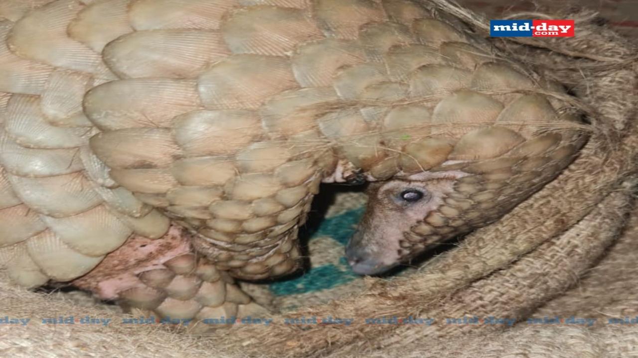 Pangolin found near human settlement in Maharashtra's Raigad district 