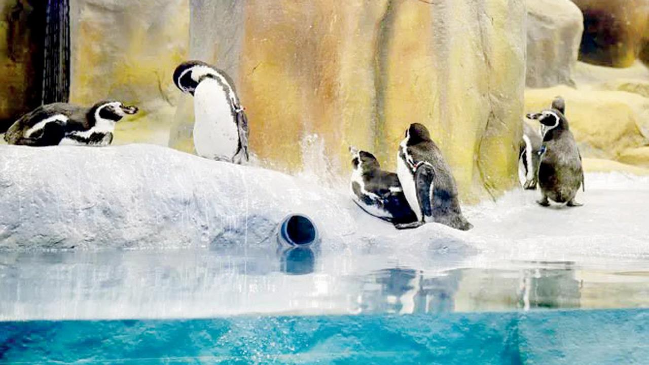 BMC set to expand penguin enclosures at Byculla Zoo in Mumbai