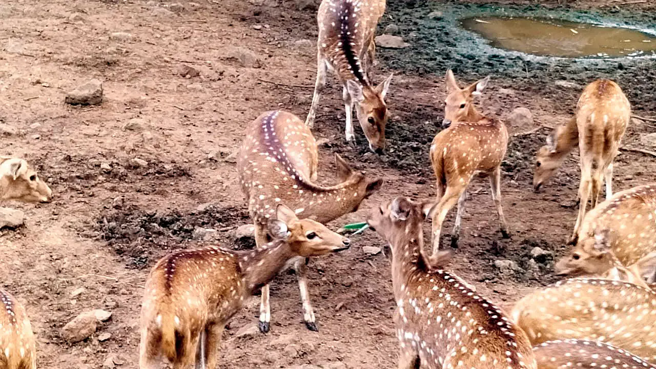 Maharashtra: Sixteen deer die at Pune zoo amid suspected fodder contamination