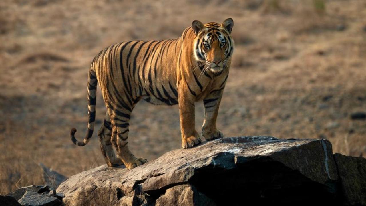 Royal Bengal Tiger The Royal Bengal Tiger was given the name by Carl Linnaeus, and classified by Reginal Innes Pocock. It is seen across India but is also present across Nepal, Bhutan, Bangladesh and Southwest China.
There are approximately anywhere between 2,500 to 3,682 in the world with India housing the highest population