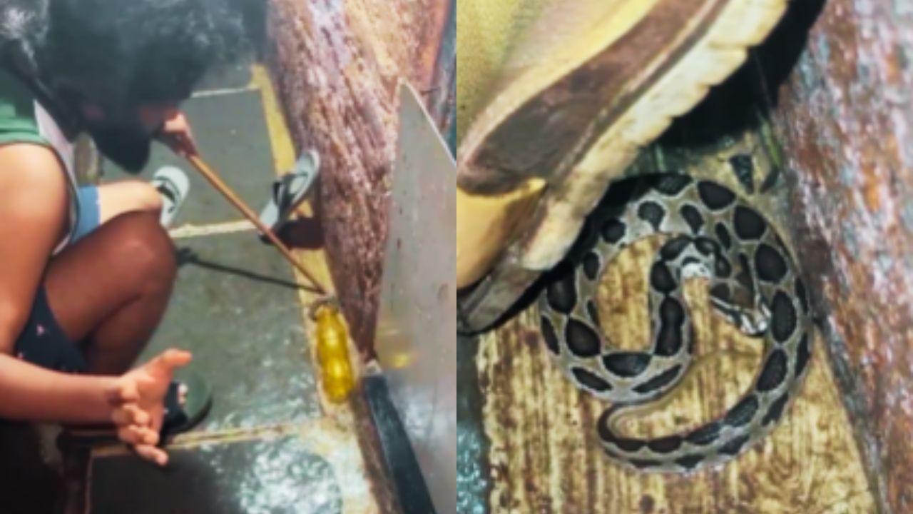 Mumbai: Russell’s viper found hiding behind slipper in Aarey Colony