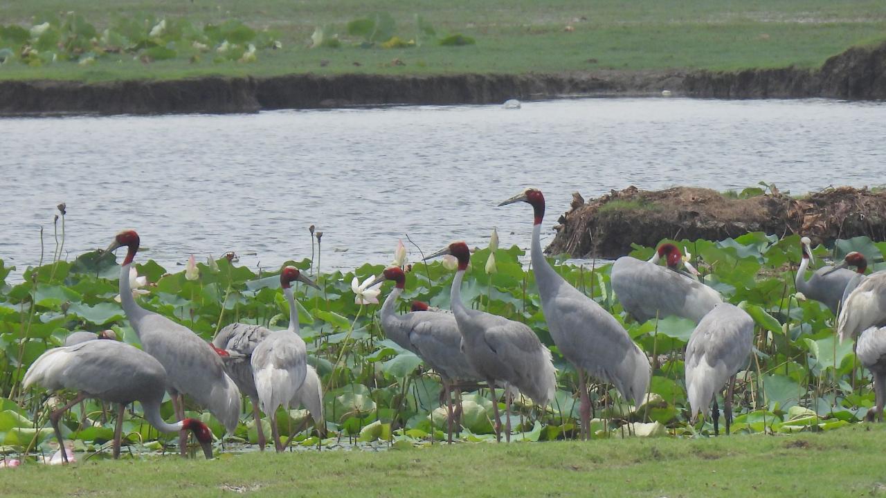The largest congregation was recorded in agricultural fields at Limbasi and Vastana, with 153 cranes. Major wetland congregations included Ozralla (86 cranes), Pariej (69 cranes), and Traj (65 cranes). Kheda and Anand districts have shown a remarkable rise in Sarus crane numbers