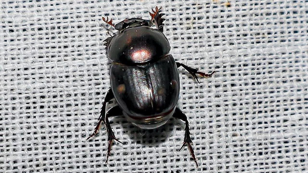 Scarab Beetle