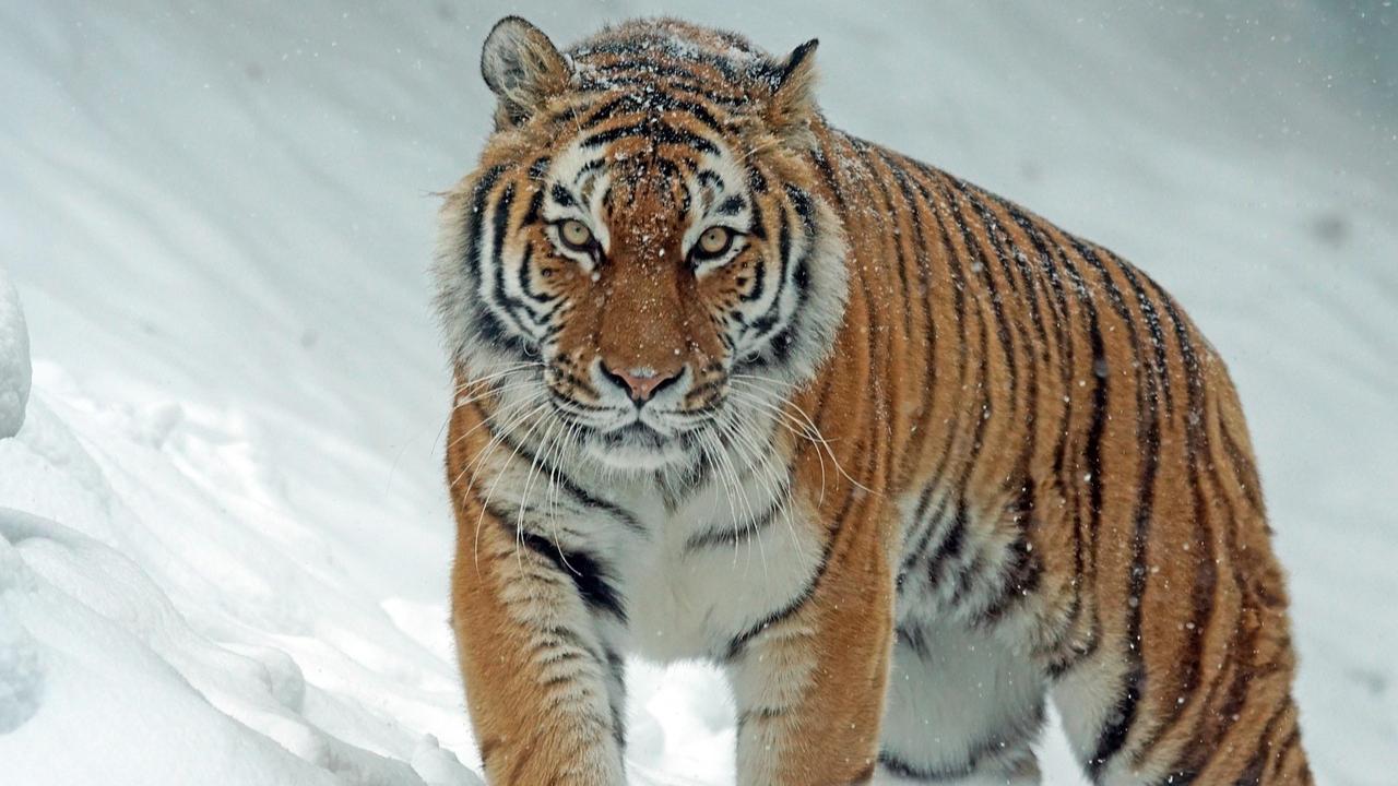 Siberian Tiger The Siberian Tiger, popularly called the Amur Tiger, is known to be the biggest tiger apart from the Bengal tiger, and is native to Northeast China and the eastern most part of Russia. 
As of today, there are approximately about 756 Siberian tigers in the world
