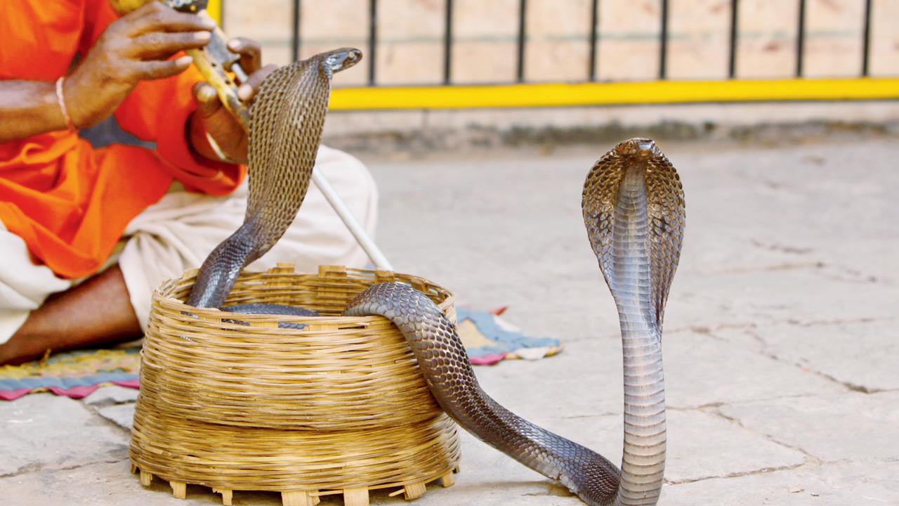 This is legalised wildlife crime, say experts on snake capture permit