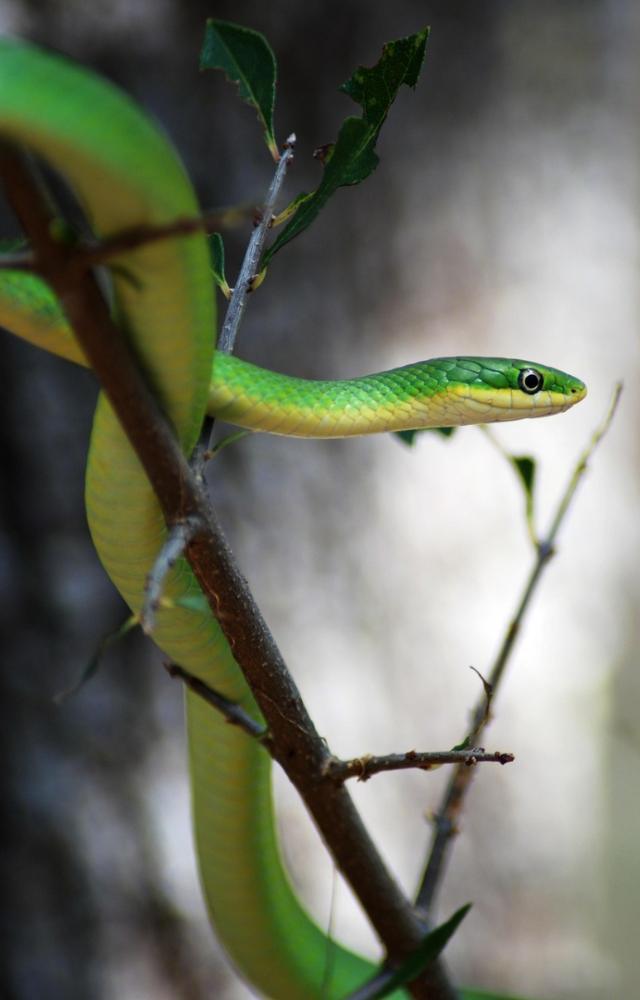 World Snake Day 2025: 5 lesser-known facts about the reptile