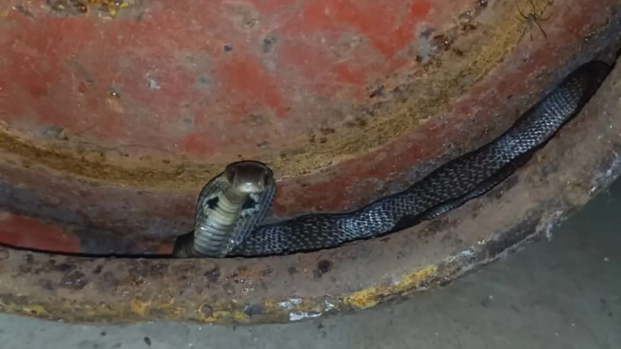 Mumbai: Baby spectacled cobra rescued from Mulund, safely released into the wild