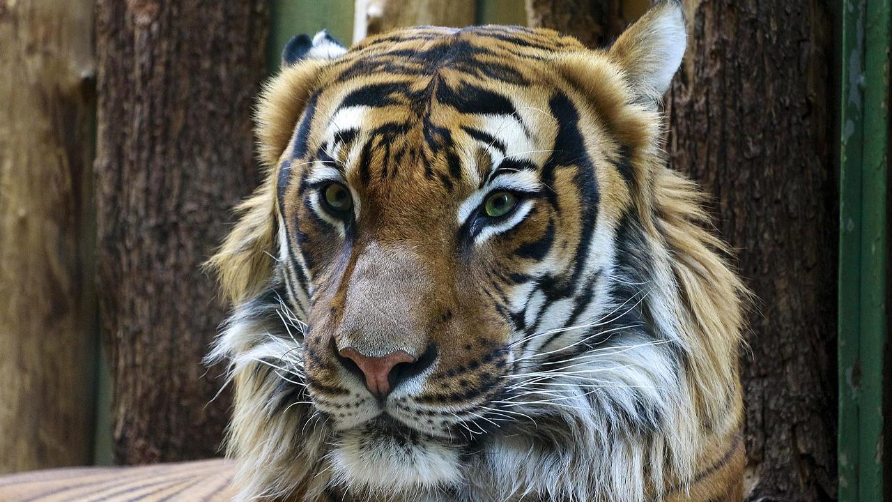 South China Tiger Like its other geographical cousins, the South China tiger is known to exist in Southern China mostly in the Fujian, Guangdong, Hunan and Jiangxi provinces.
It is also known to be critically endangered