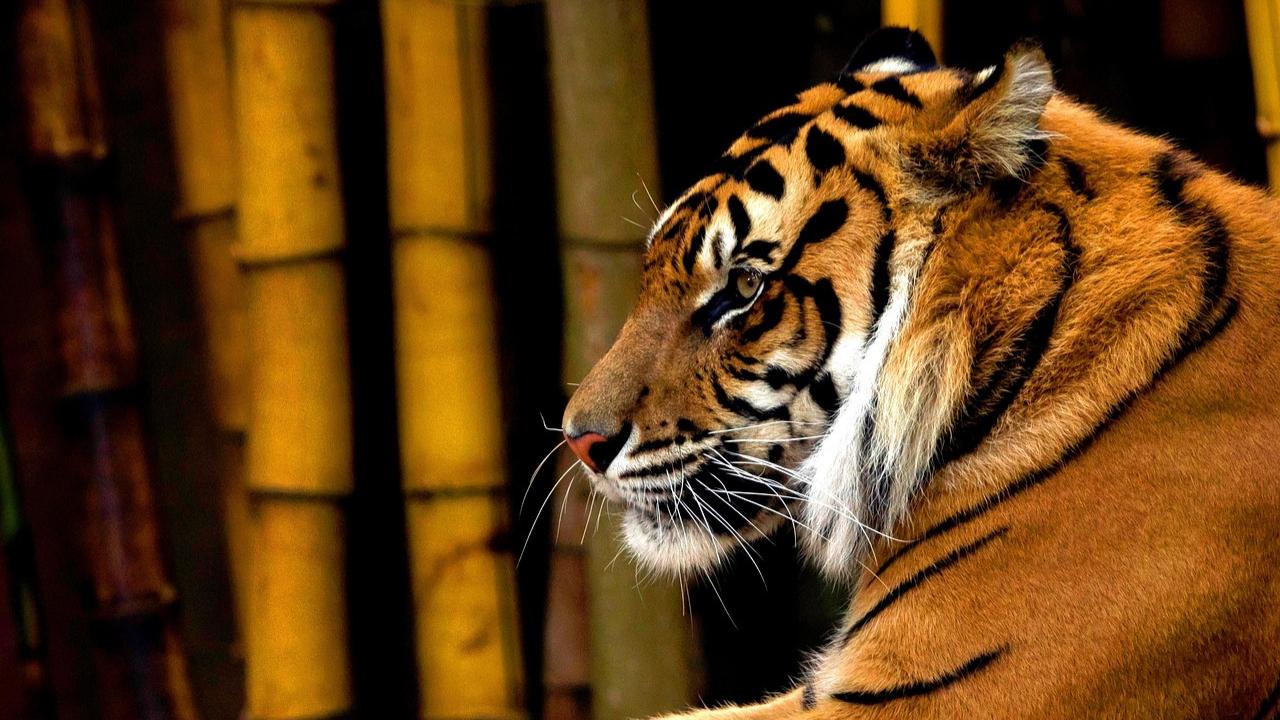 International Tiger Day 2025: Here are 6 species of tigers you need to