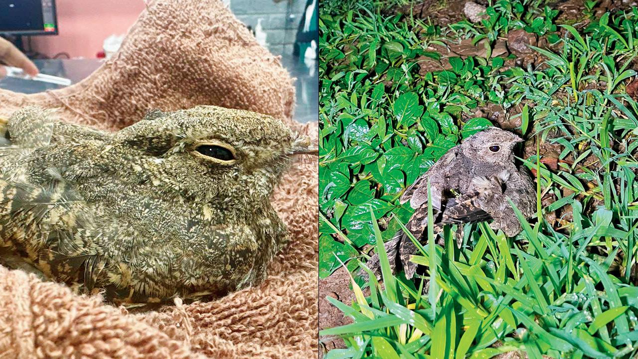 Rare Sykes’s nightjar spotted in Mumbai, last seen in 2019