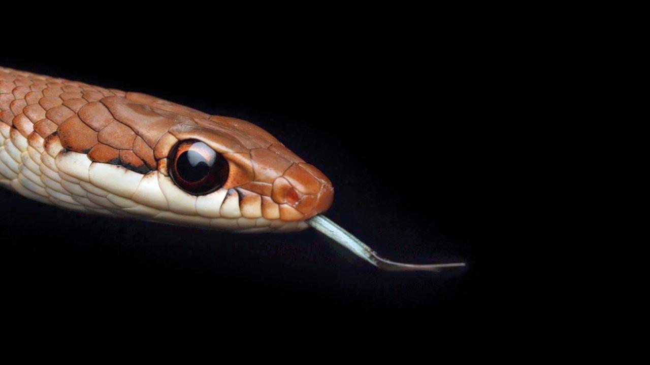 The snakes have shown distinct features that have not been scientifically identified yet. Pic/Special Arrangement