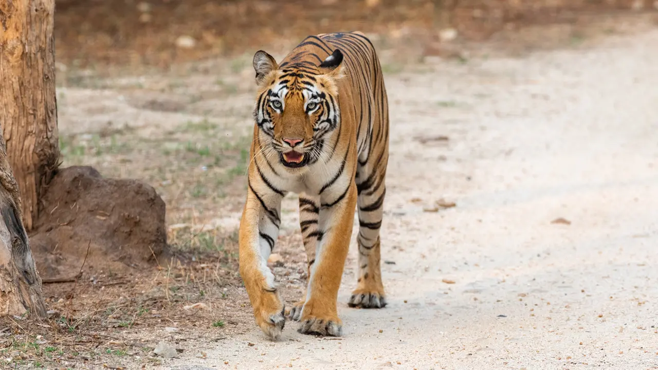 Wandering tiger now close to Maharashtra's Latur as new pugmarks surface